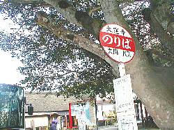 大川バス乗り場とサザンカの巨木