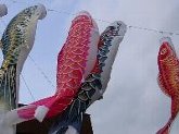 平等寺門前のコイノボリ