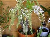 植木の販売
