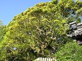 薬王寺の大楠