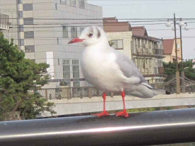 ł䋴ɂ