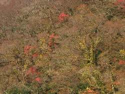 名残の紅葉