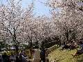 舞鶴城公園の桜1