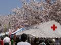 舞鶴城公園の桜2
