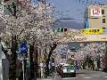 武田神社参道