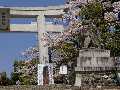 武田神社の桜1