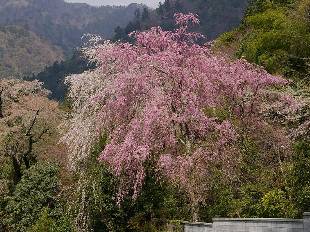 塔頭のしだれ桜