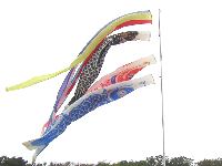公園内のコイノボリ