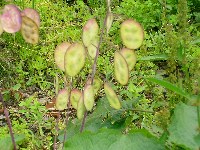 ルナリアの種