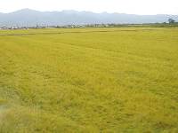 干拓地の稲田
