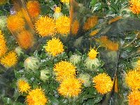 紅花の花束 紅花の花束