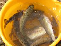 大きな獲物 大きな獲物