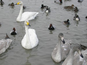 瓢湖 瓢湖