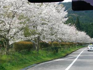 桜並木が続く 桜並木が続く