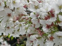 鬼石坊主地獄の桜 鬼石坊主地獄の桜