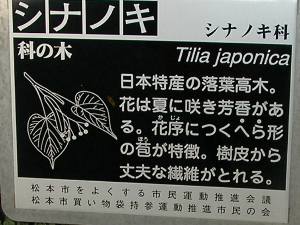 シナノキの銘板 シナノキの銘板