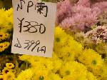 スプレー菊\380 スプレー菊\380