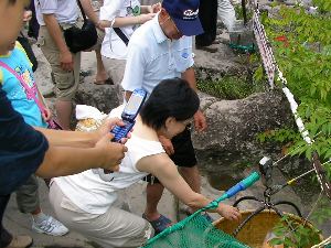 名物のだんごに群がる 名物のだんごに群がる
