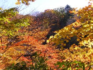 紅葉 紅葉