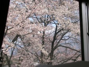 勝沼駅の桜 勝沼駅の桜