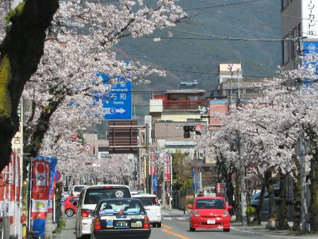 武田通りの桜 武田通りの桜