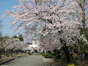 遊亀公園の桜1 遊亀公園の桜1