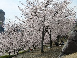 舞鶴城公園の桜 舞鶴城公園の桜