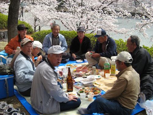 舞鶴城公園の桜4 舞鶴城公園の桜4