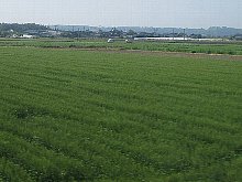 ̌iF