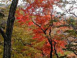 レストハウス付近の紅葉