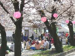 花見客