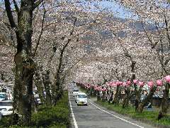 桜トンネル