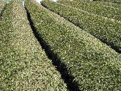 川根茶の茶畑2