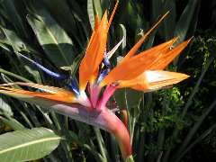 極楽鳥花