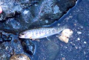 青荷川の岩魚1