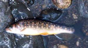 青荷川の岩魚2