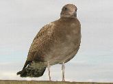 E~lRP