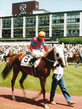 �f���b�N�V�n����