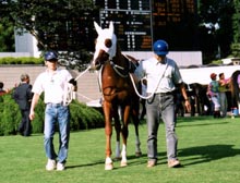 �f���b�N���e��