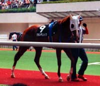 �f���b�N��䕏�