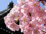 東寺早咲きの桜