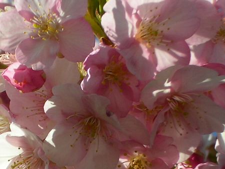 海善寺の桜