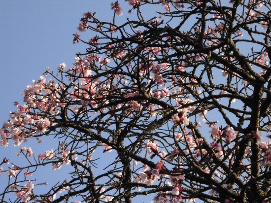 松月院の桜