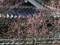弘道館の外の梅