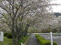 リハビリセンターの桜