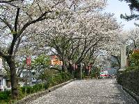 東別府駅前の桜