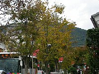 桂の街路樹