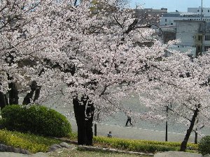 舞鶴城公園の桜２