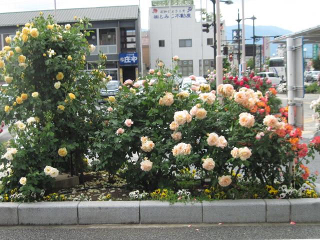 石和駅前のバラ