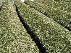 川根茶の茶畑２